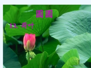 (部编)人教语文2011课标版一年级下册最新人教版一年级语文下册荷叶圆圆