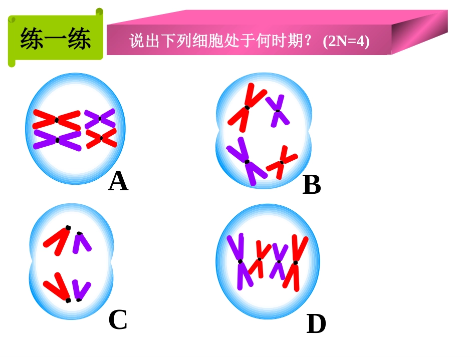 减数分裂课件_第3页