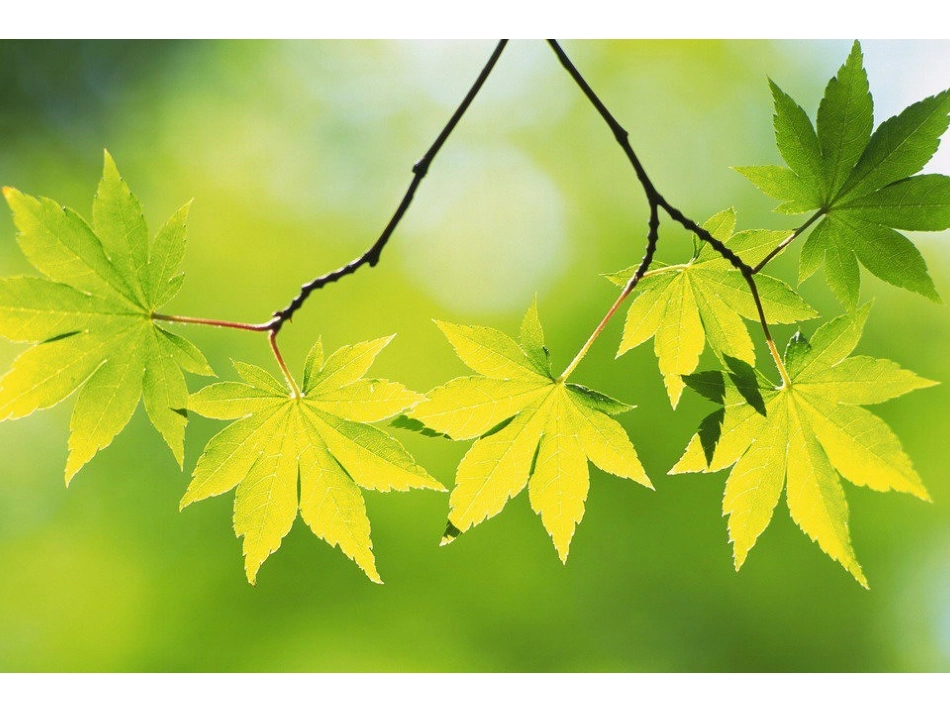 17-《触摸春天》PPT课件_第3页