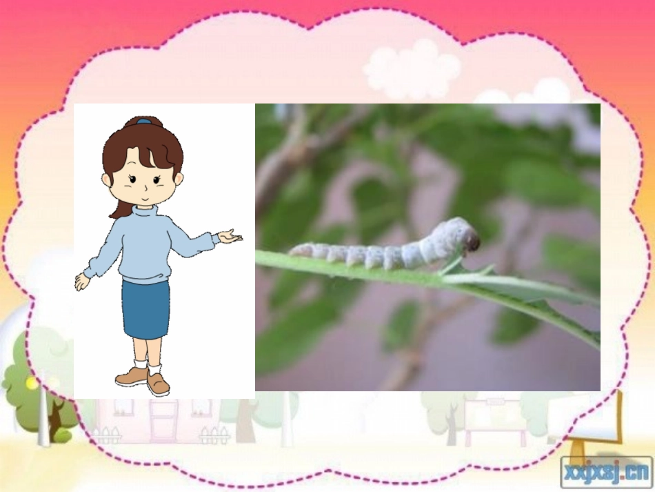 苏教版_一下_蚕姑娘课件__PPT_第1页