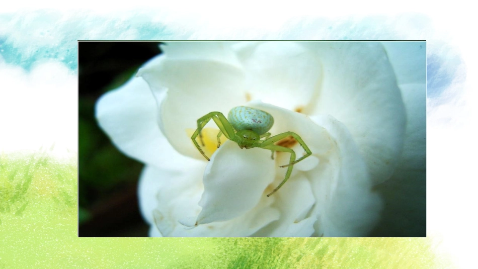 10草虫的村落-(2)_第3页