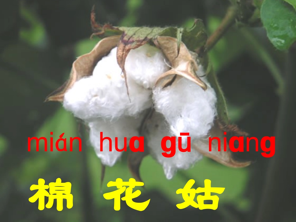 (部编)人教语文2011课标版一年级下册19棉花姑娘_第2页