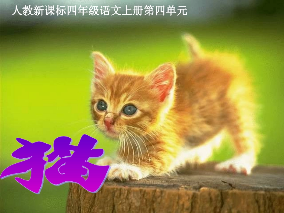 15猫ppt课件2_第2页