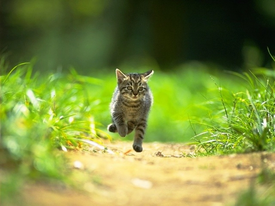 15猫ppt课件2_第3页