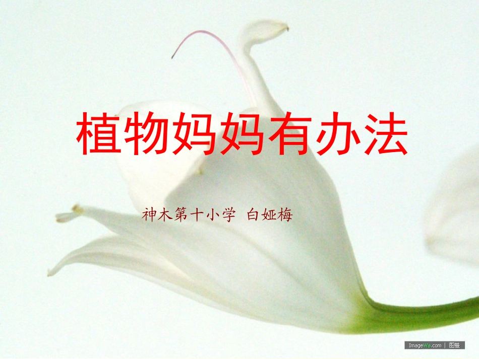 1、植物妈妈有办法_第1页