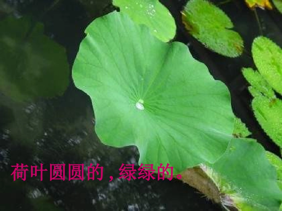 小学语文一年级课件-荷叶圆圆-2_第1页