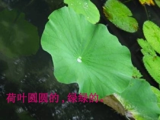 小学语文一年级课件-荷叶圆圆-2