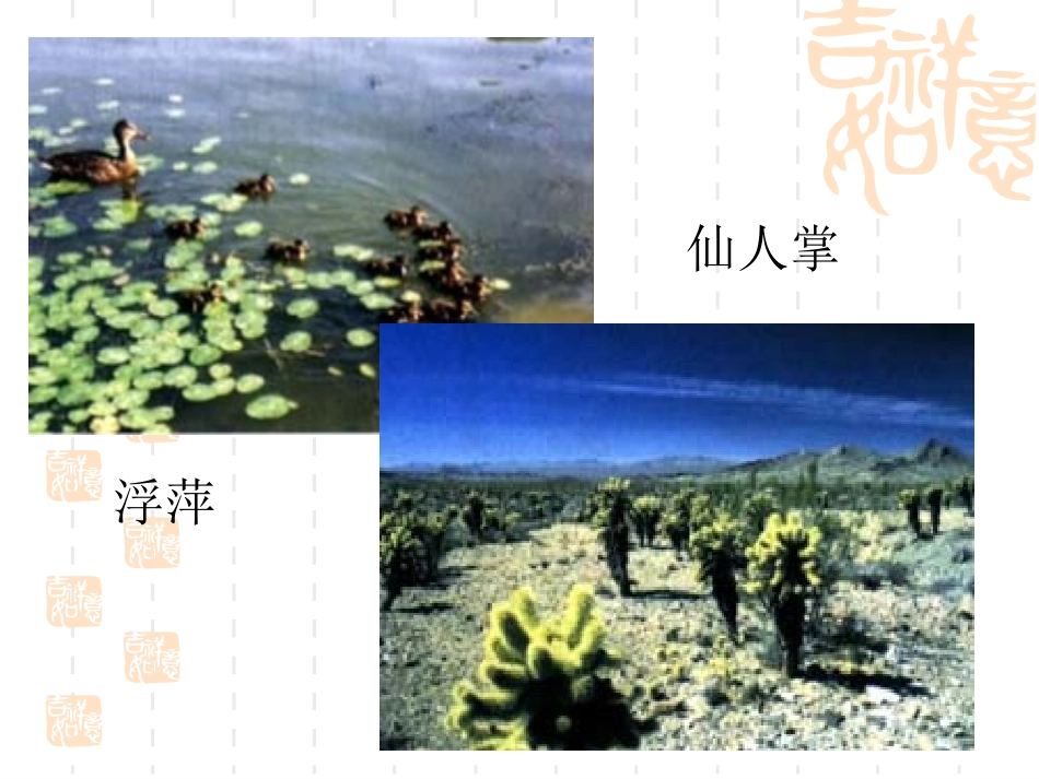 121生物与环境的关系_第3页