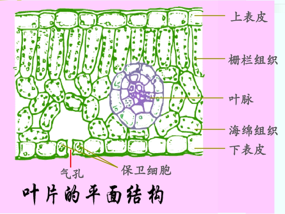 第三节绿色植物的光合作用_第3页