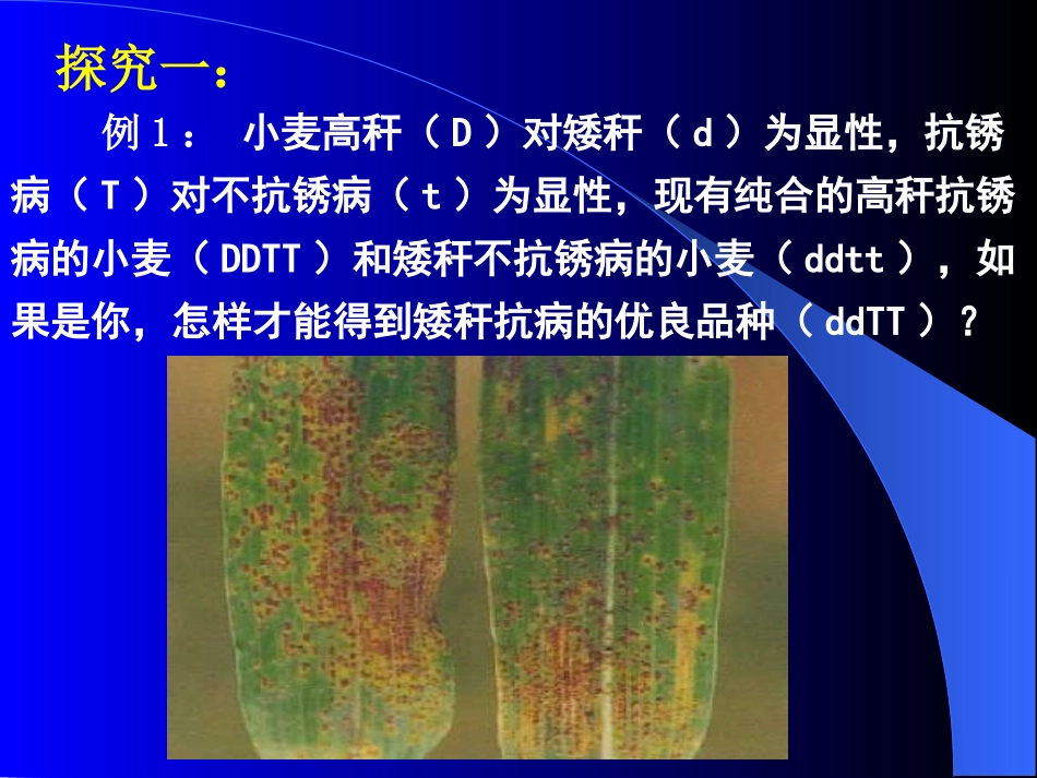 《杂交育种与诱变育种》课件_第1页
