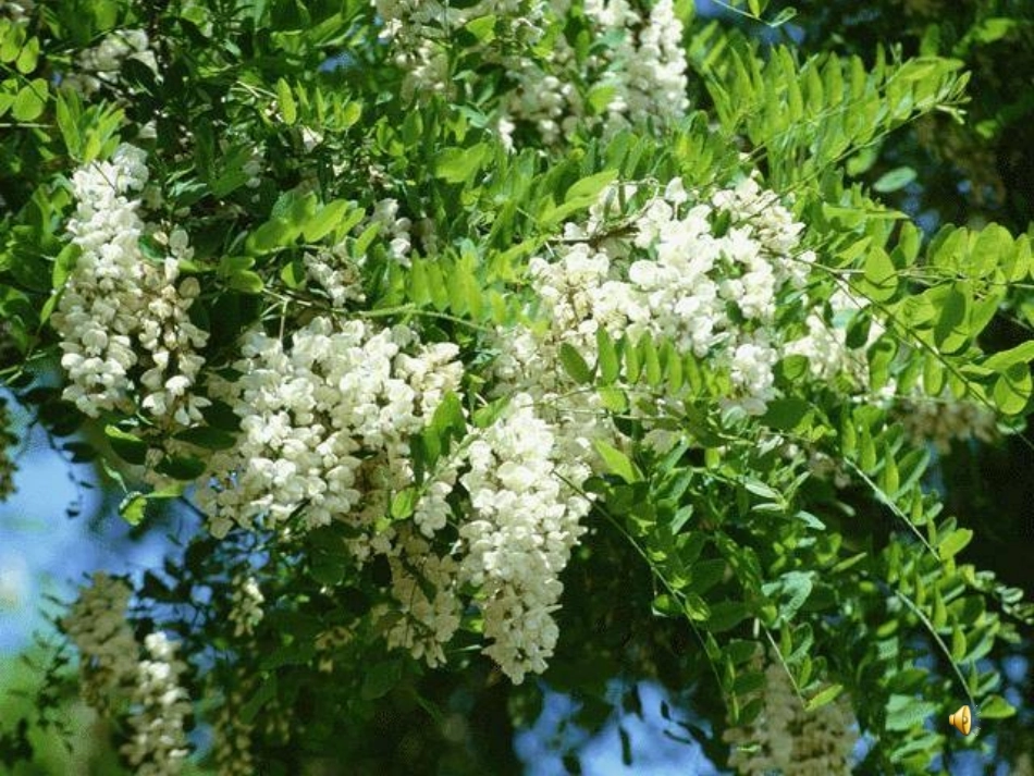 槐乡五月 (2)_第2页