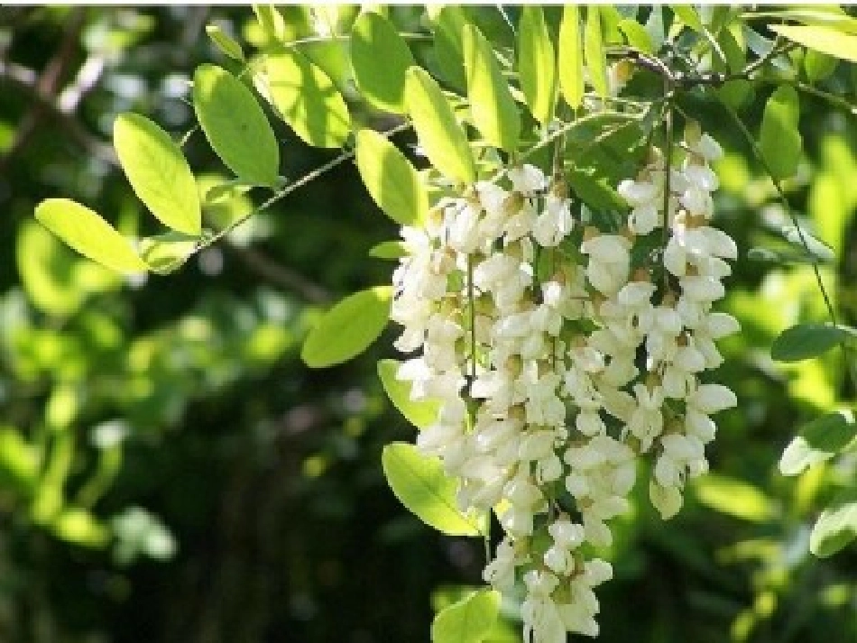 槐乡五月 (2)_第3页