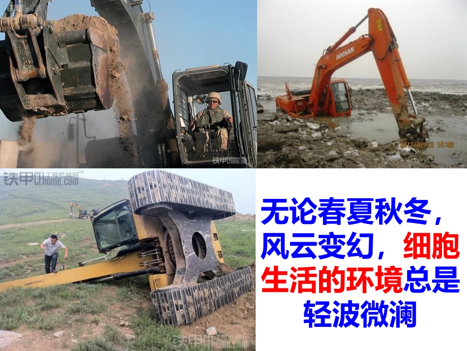 自稳态及其意义_第3页