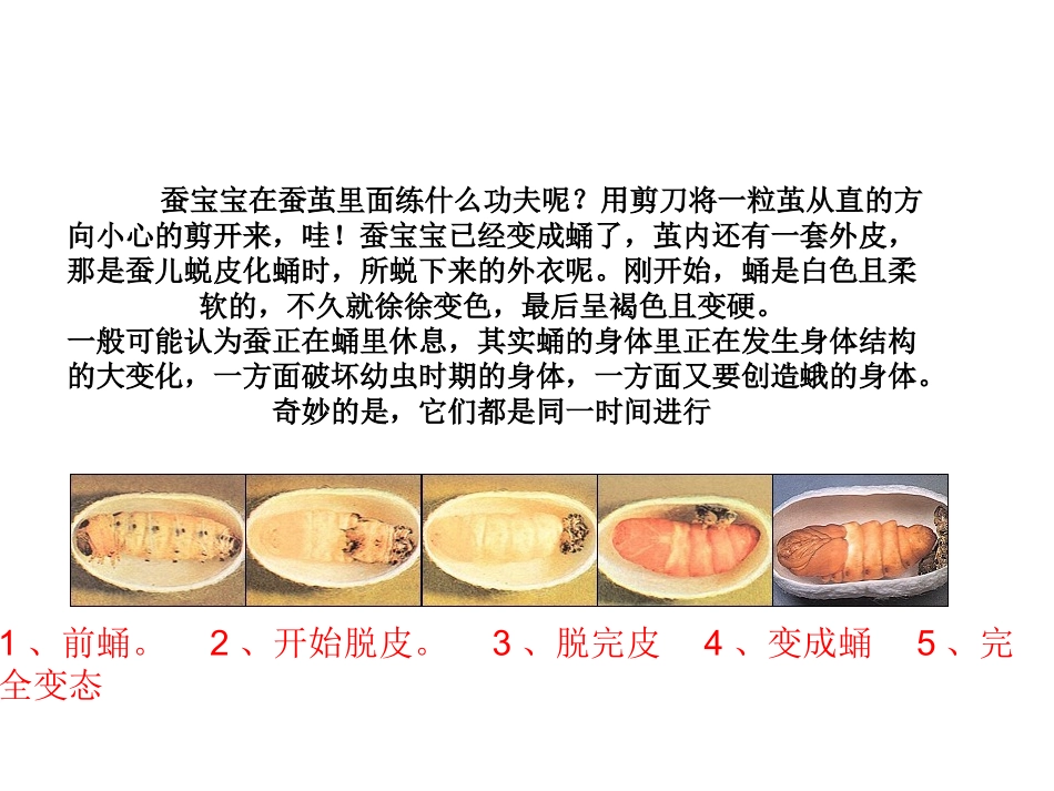 1蚕变了新模样_第2页