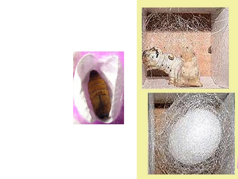 1蚕变了新模样_第3页