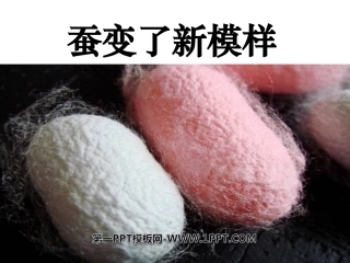 1蚕变了新模样