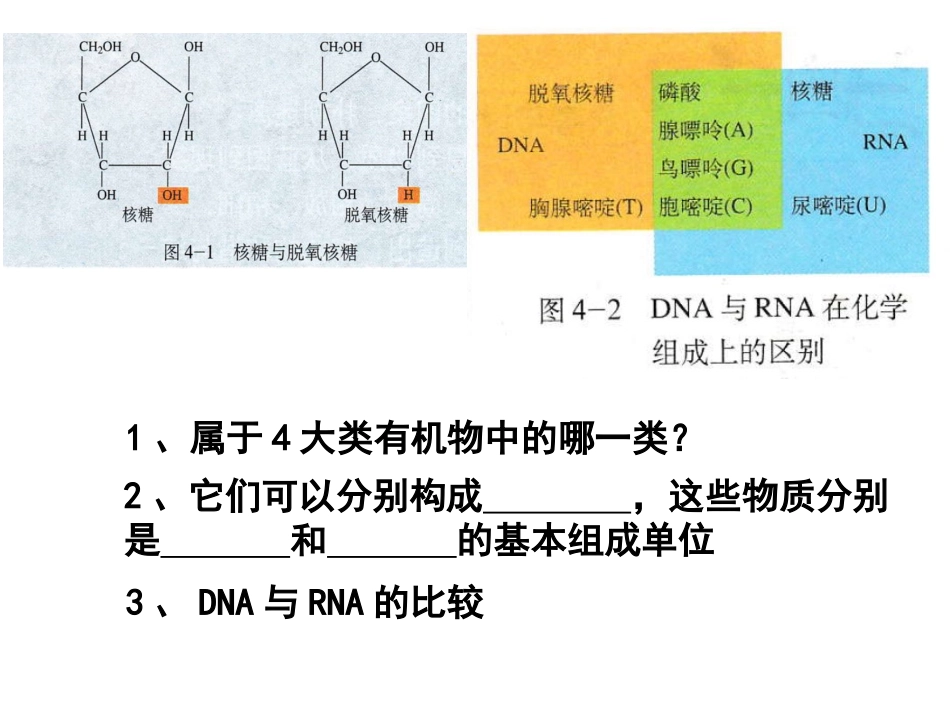 2015.11.6基因的表达一轮_第3页