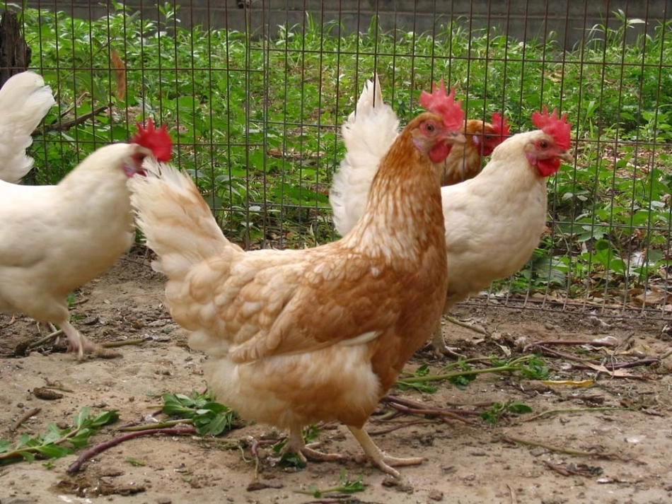 1000以内-数的认识_第2页