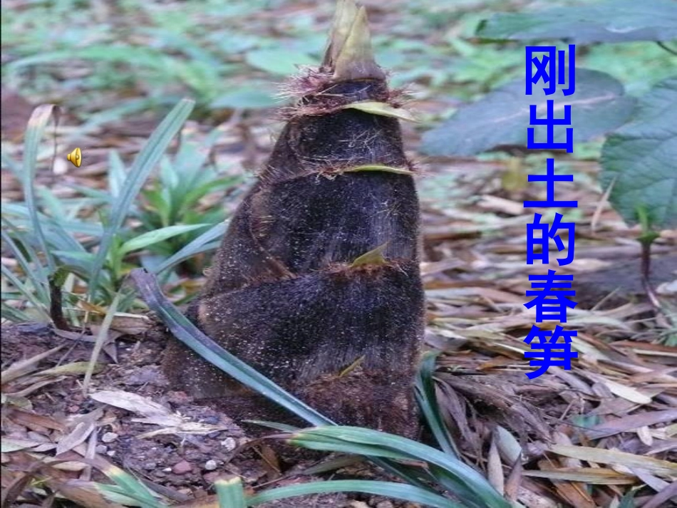 1苏教版一年级语文下册春笋课件_第3页