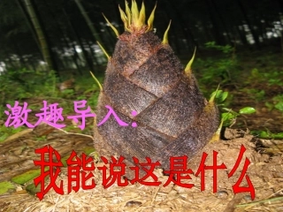 1苏教版一年级语文下册春笋课件