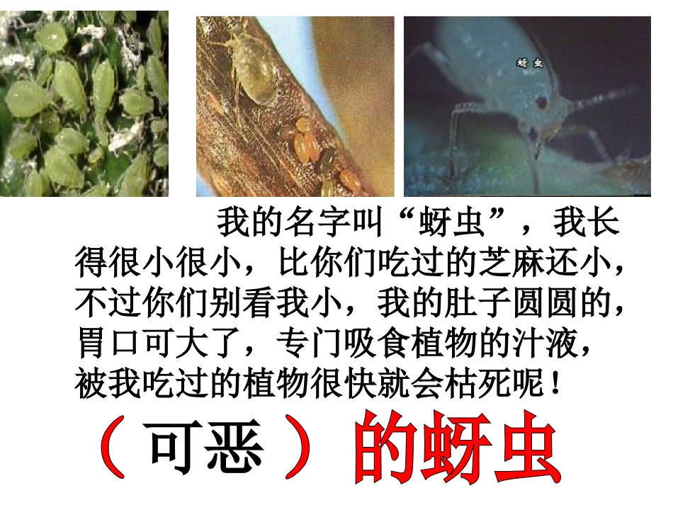 一年级下册30棉花姑娘课件_第3页