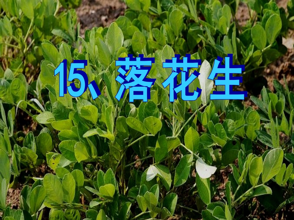 落花生ppt课件_第1页