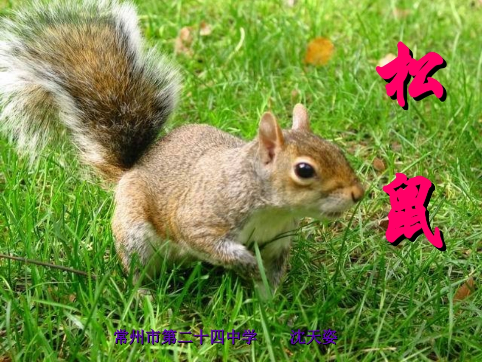 松鼠-(2)_第2页