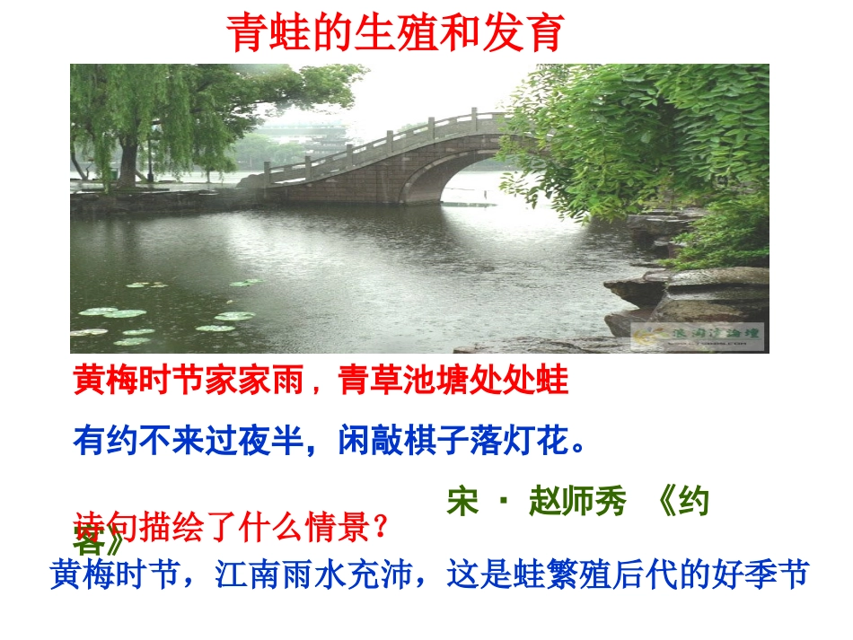 第三节两栖动物的生殖和发育-(2)_第3页