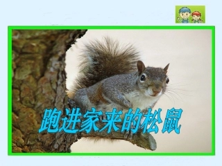 《跑进家来的松鼠》PPT课件