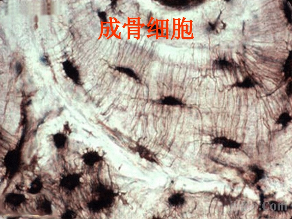 4搭建生命体的“积木”_第3页