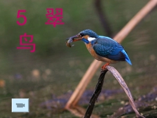 05《翠鸟》上课课件