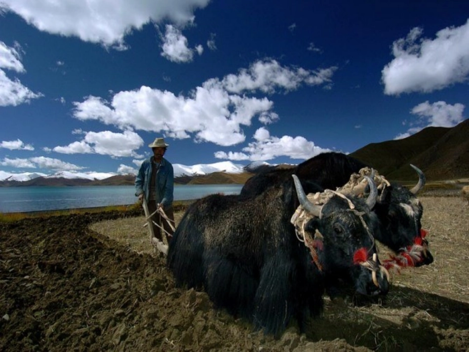 我的家在日喀则_第2页