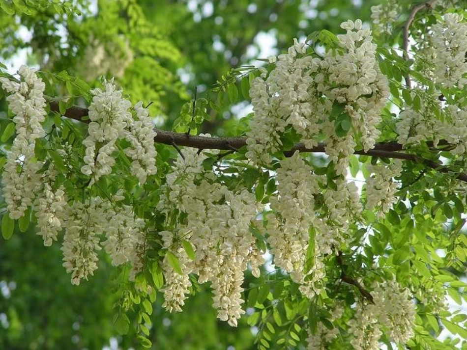 槐乡五月课件_第2页