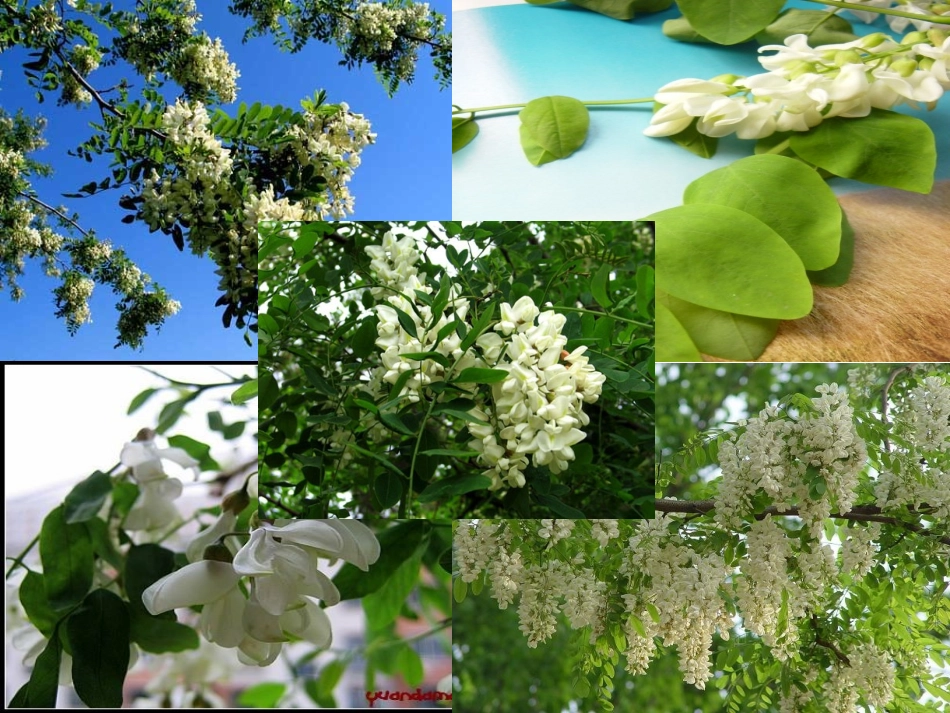 槐乡五月课件_第3页