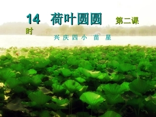 14荷叶圆圆-(2)