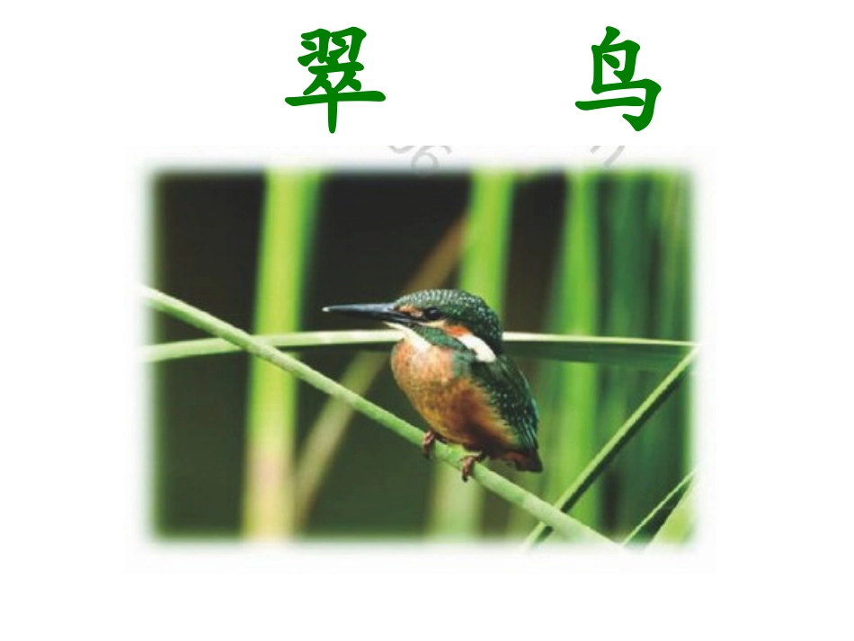 翠鸟课件-(2)_第1页