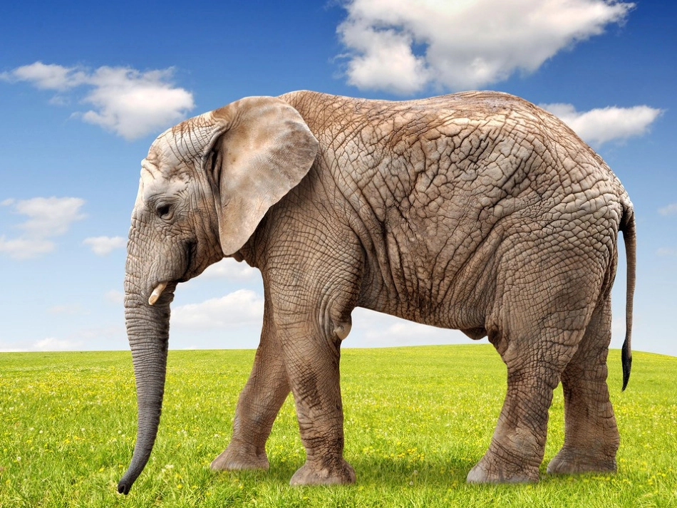 4曹冲称象-(4)_第3页