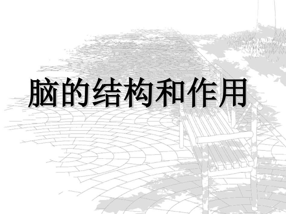 脑的结构和作用_第1页