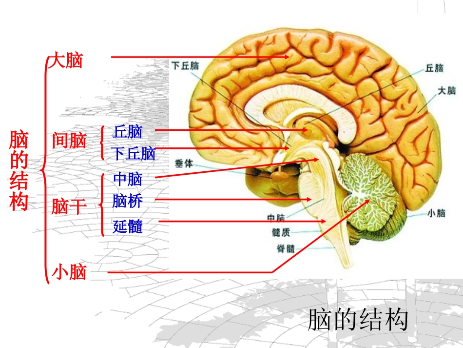 脑的结构和作用_第2页