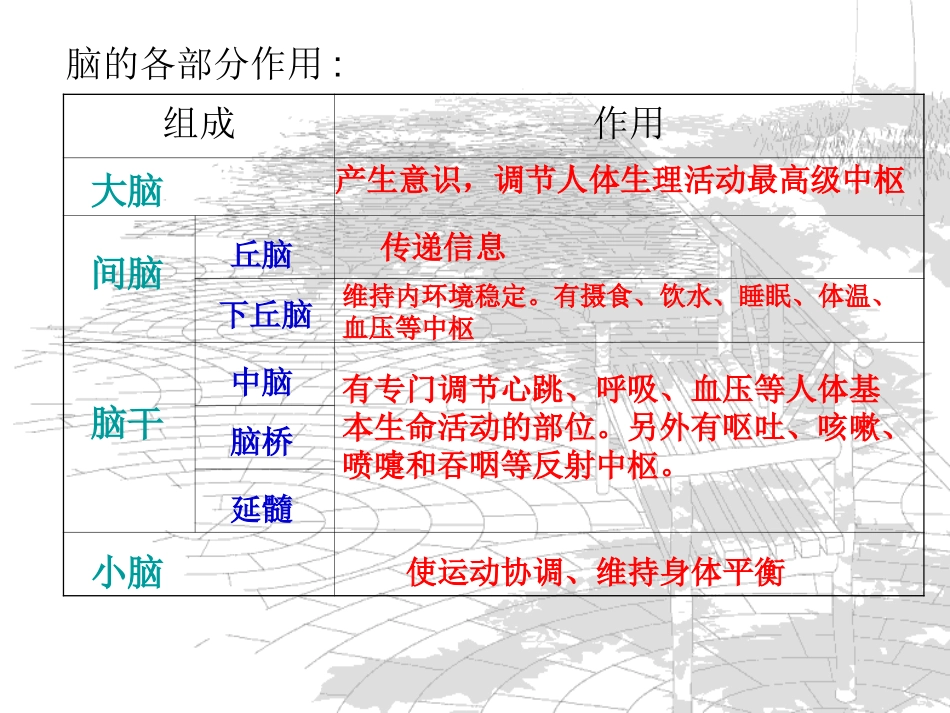 脑的结构和作用_第3页