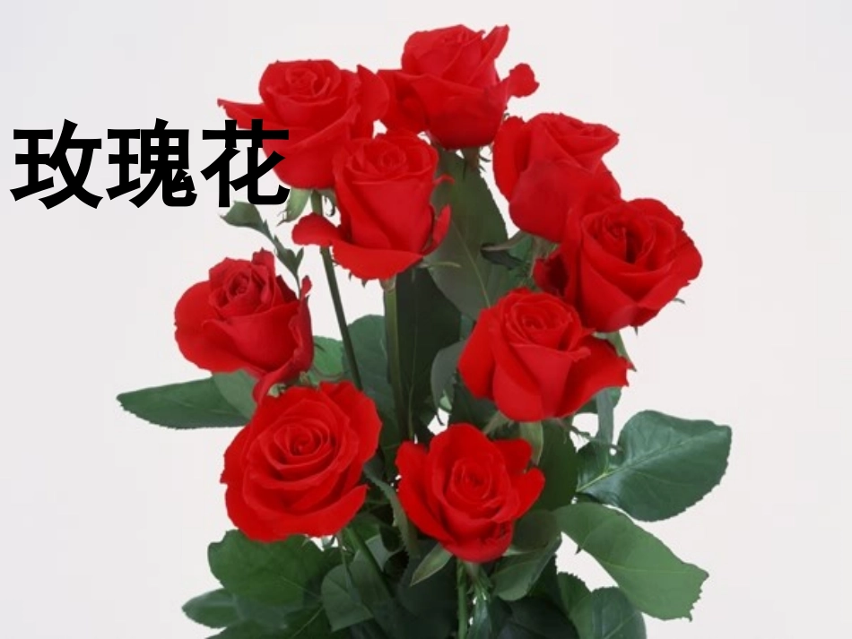 二年级语文下册第一单元小鹿的玫瑰花教学PPT课件(1)_第1页