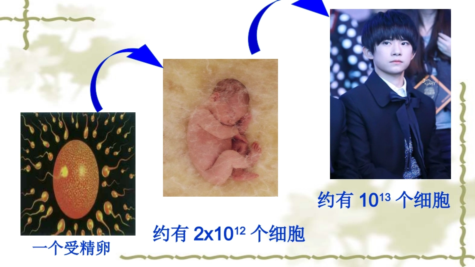 第三节细胞分裂与分化_第2页