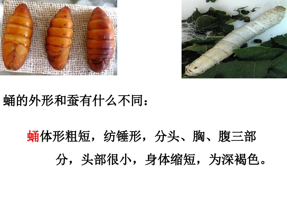 蚕变了新模样_第3页