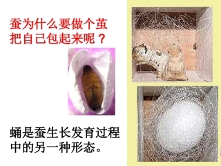 蚕变了新模样
