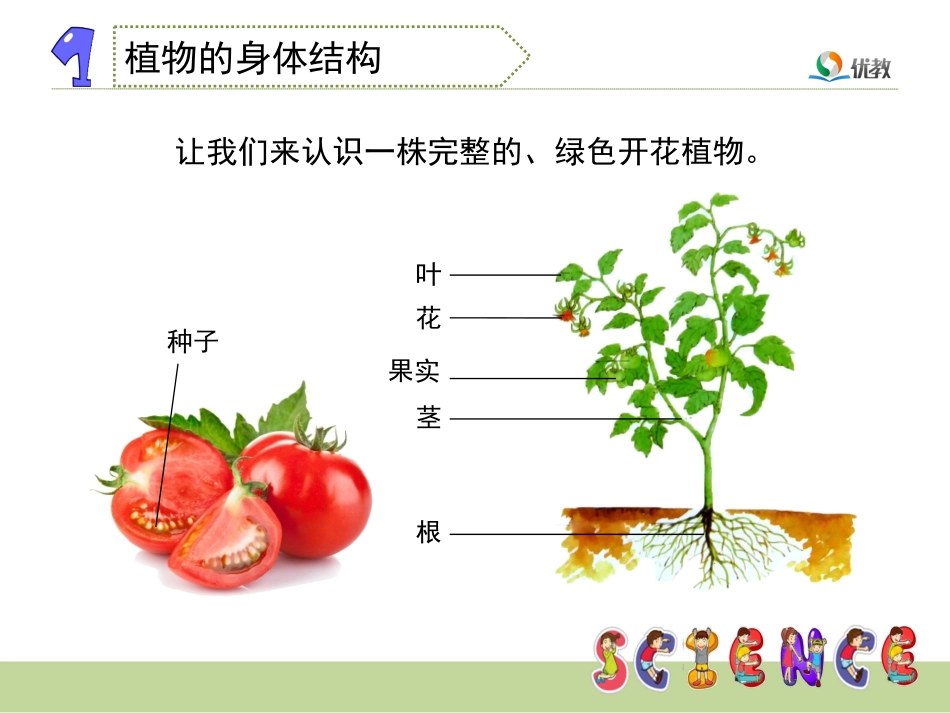 4植物和我们-(2)_第3页
