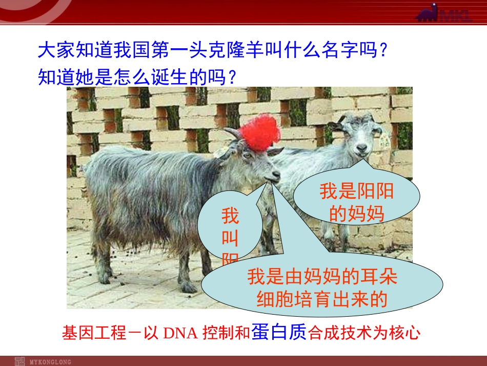 第三节-生命的基础——蛋白质_第2页