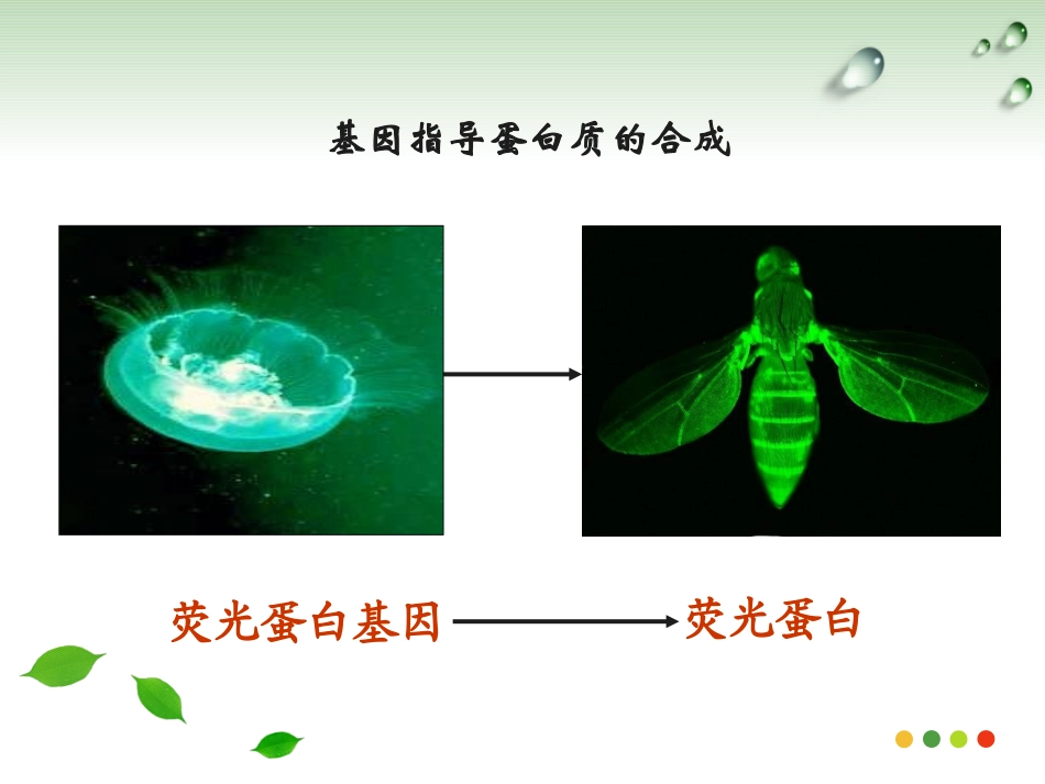 人教版必修2第四章第一节基因的表达--基因指导蛋白质的合成(共27张PPT)_第3页