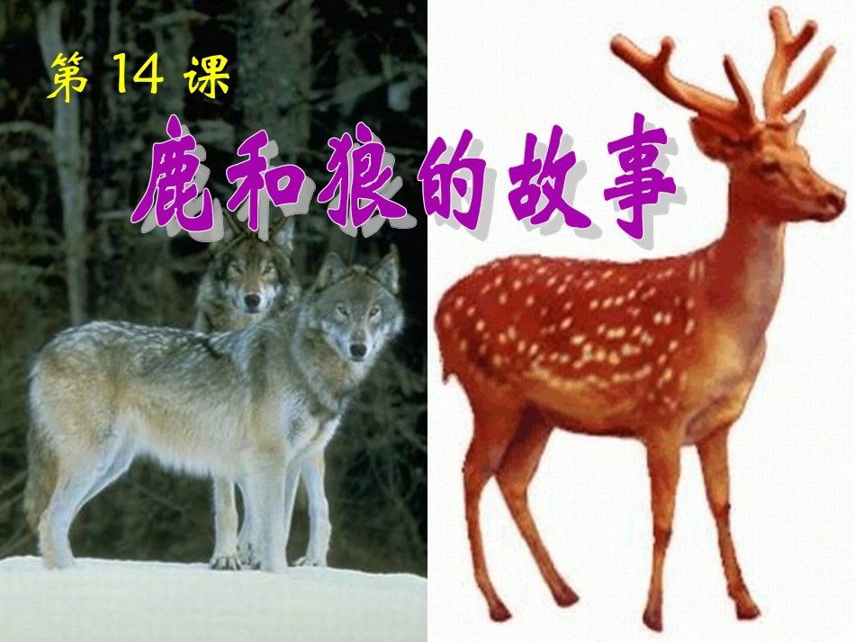 14-鹿和狼的故事71p课件_第1页