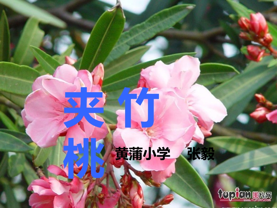 苏教版六年级下册语文《夹竹桃》课件PPT_第1页