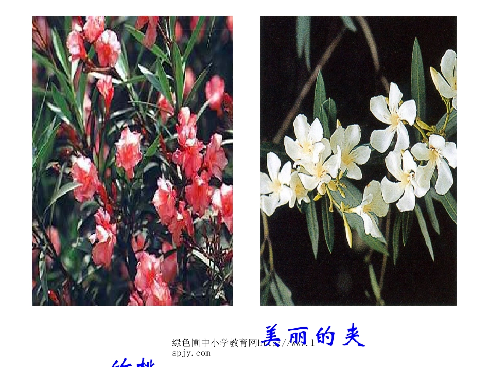 苏教版六年级下册语文《夹竹桃》课件PPT_第2页